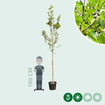 Europese netelboom