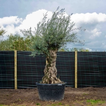 Olijfboom 'Bonsai' #2