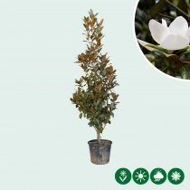Magnolia grandiflora solitair