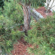 Grove den bonsai pompon #80
