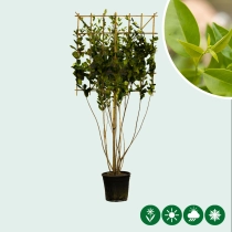 Japanse liguster meerstammige leiboom