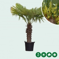 Chinese waaierpalm 80 cm stamhoogte