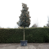 Magnolia grandiflora #69