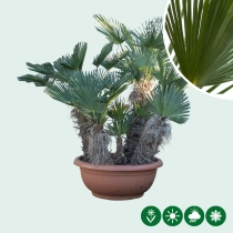 Wagner palm meerstammig