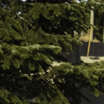 Kaukasische zilverspar #110