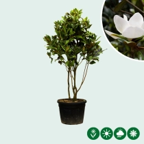 Magnolia grandiflora meerstammig