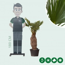 Wagner palm 50 cm stamhoogte