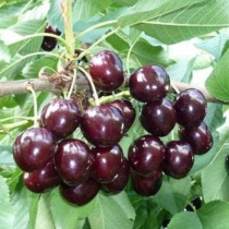 Prunus a. 'kordia' als leiboom
