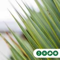 Yucca rostrata palmlelie multihead