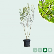 Netelboom meerstammig