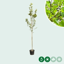 Europese netelboom