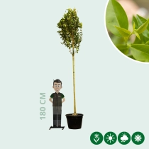 Japanse liguster hoogstam