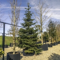 Kaukasische zilverspar #110