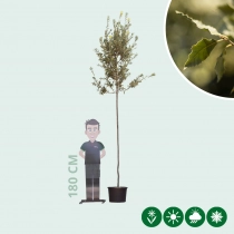 Steeneik