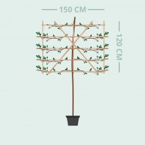 Oosterse plataan leiboom 180 cm