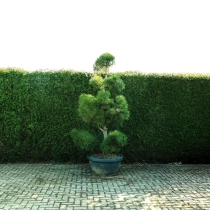 Grove den bonsai pompon #80