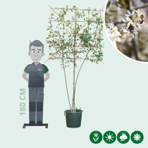 Krentenboom leiboom meerstammig