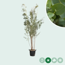 Eucalyptus meerstammig