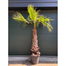 Mexicaanse waaierpalm 250 cm