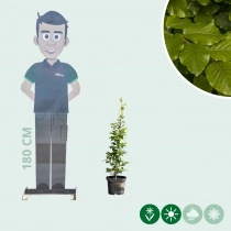 Groene beukenhaag per meter dubbele rij
