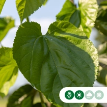 Moerbei 'White Berry'