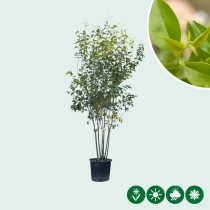 Japanse liguster meerstammig