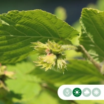 Hazelnoot 'Geant de Halle'