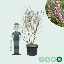Roze kuisheidsboom meerstammig