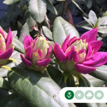 Rhododendron Roseum elegans