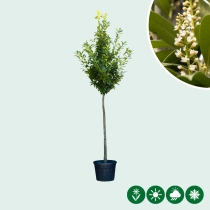 Laurierkers hoogstam