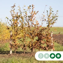 Groene beukenhaag per meter enkele rij