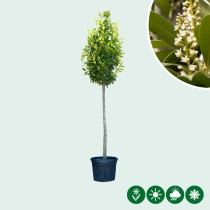 Laurierkers hoogstam