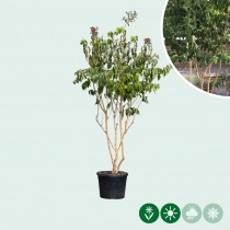 Zevenzonenboom meerstammig