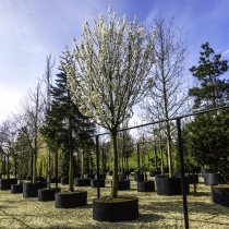 Japanse sierkers 'Umeniko' #113