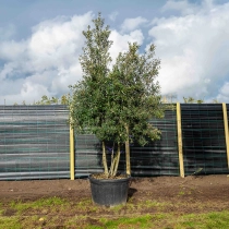 Steeneik meerstammig volgroeid #1