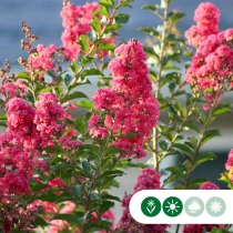 Lagerstroemia Indica 'Rosea' meerstammig