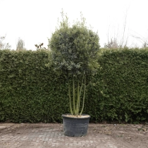 Steeneik meerstammig volgroeid #73