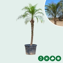 Dwergdadelpalm  200 cm