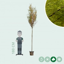 Tamarisk