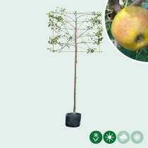 Malus d. 'Schone van Boskoop'/'Goudreinette' leiboom