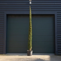 Italiaanse cipresboom 400 cm
