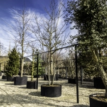 Amerikaanse eik meerstammig #36