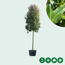 Glansmispel boomvorm