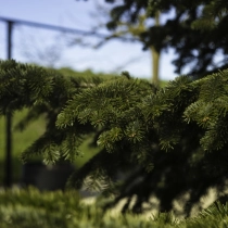 Kaukasische zilverspar #110