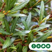 Roze Oleander struik