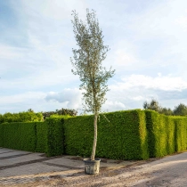 Kurkeik hoogstam volgroeid #1