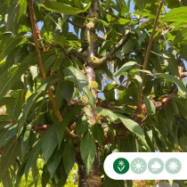 Tibetaanse sierkers meerstammig