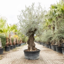 Olijfboom 'Bonsai' #198