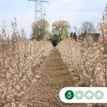 Krentenboom meerstammig