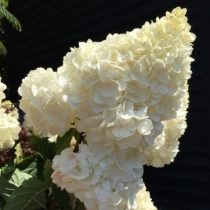 Hortensia Vanille Fraise